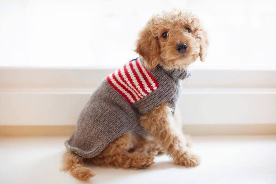 Dog Sweaters - Cheerful Lane